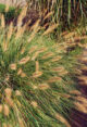 Dwarf fountain grass