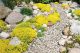 landscaping with rock gravel and low lying shrub